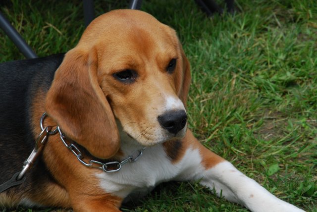 fête du club 18-06-2016