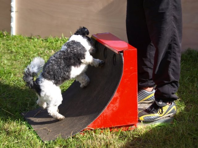 flyball-2009