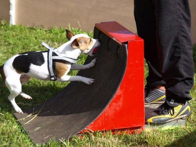 flyball-2009