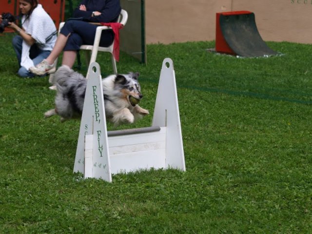 flyball-2009