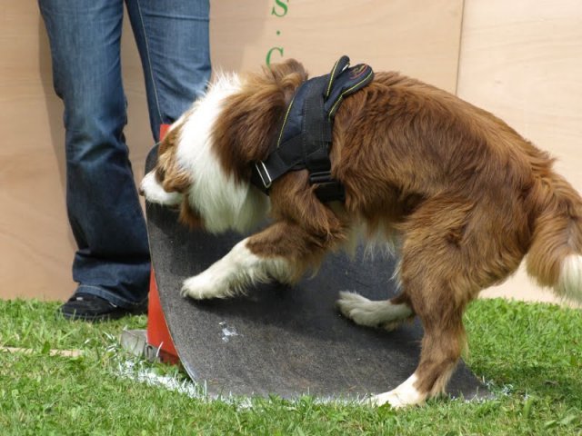 flyball-2009