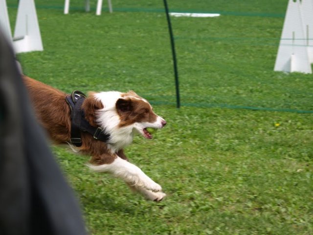 flyball-2009