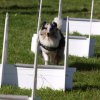 flyball-2009