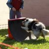 flyball-2009