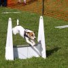 flyball-2009
