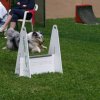 flyball-2009