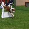 flyball-2009