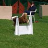 flyball-2009