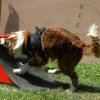 flyball-2009