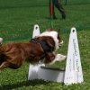 flyball-2009