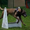 flyball-2009